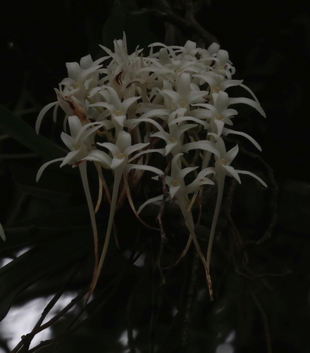 Mystacidium capense, photograph 5