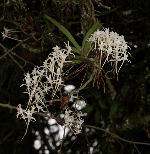 Mystacidium capense, photograph 4