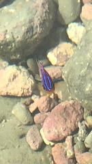 Parma alboscapularis