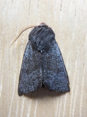 Orthosia pulchella