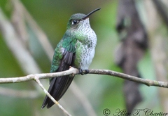 Taphrospilus hypostictus