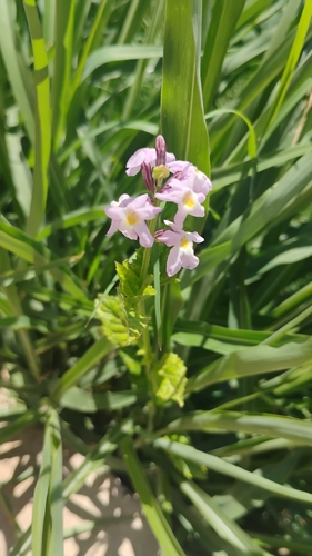 Pitraea cuneato-ovata, photograph 6