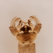 Dicranomyia swezeyi - Photo (c) Patrick O'Grady, some rights reserved (CC BY-NC), uploaded by Patrick O'Grady