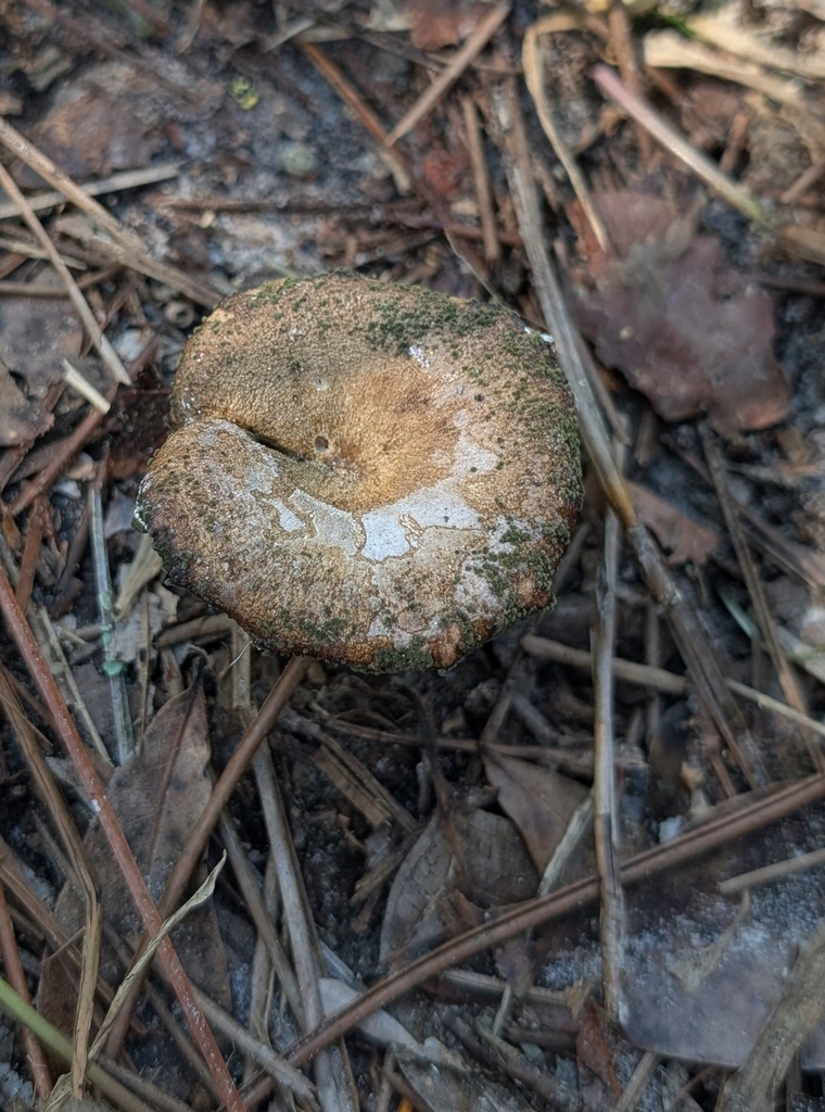 Lactarius paradoxus · February 2026 · photo: © th92105 (iNaturalist, cc-by)