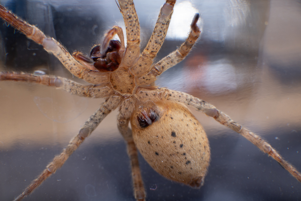 Mediterranean Spiny False Wolf Spider