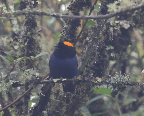 Golden-crowned Tanager (Iridosornis rufivertex), photo 5