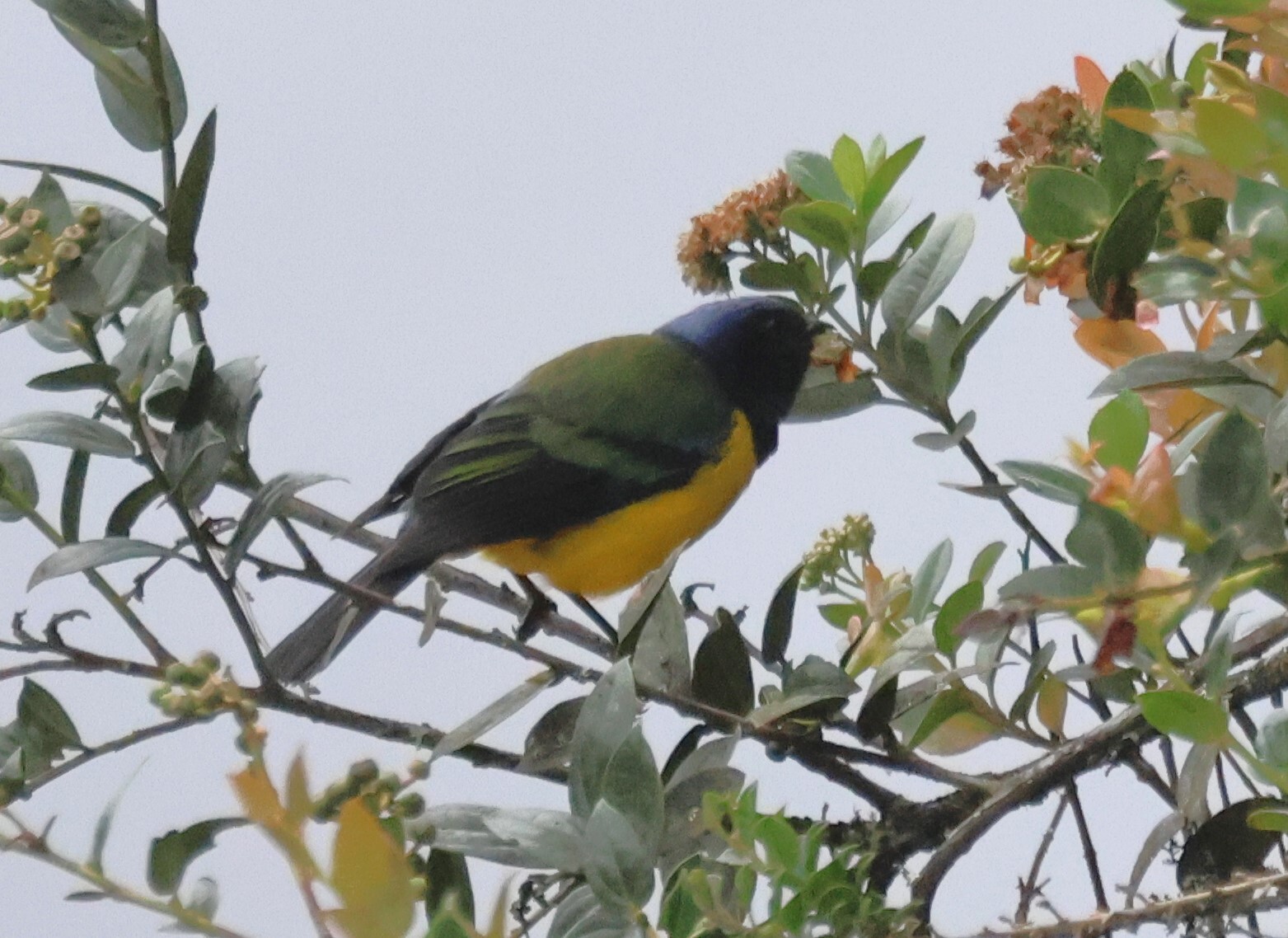 Black-chested Mountain Tanager (Cnemathraupis eximia), photo 3
