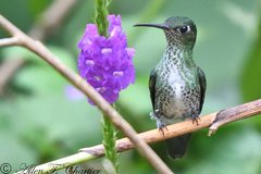 Taphrospilus hypostictus