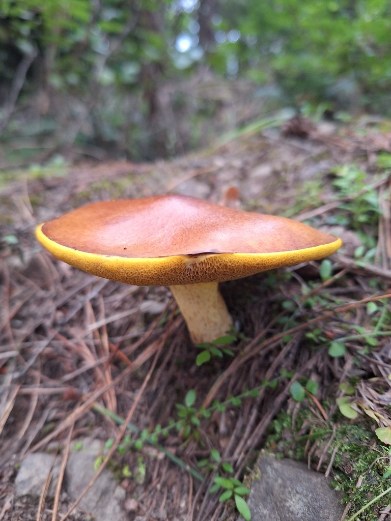 Suillus granulatus · February 2026 · photo: © heidimeudt (iNaturalist, cc-by)