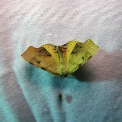 Antepione thisoaria