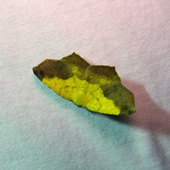 Antepione thisoaria