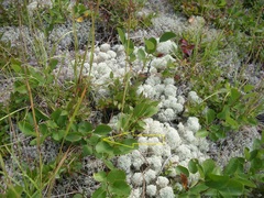Amelanchier stolonifera