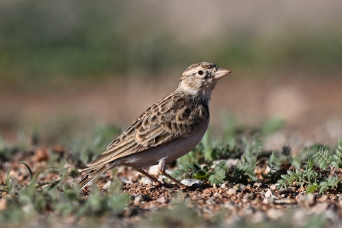 iNaturalist image