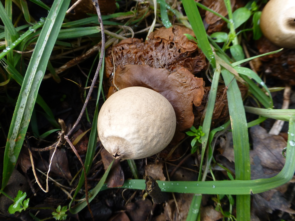 Geastrum michelianum · February 2026 · photo: © sahalsey (iNaturalist, cc-by)
