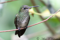 Taphrospilus hypostictus