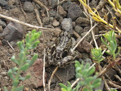 Pleurodema bufoninum