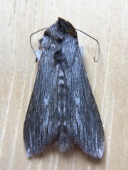 Cucullia speyeri