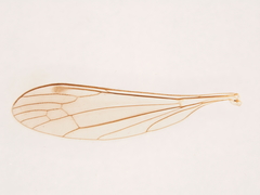 Dicranomyia jacobus