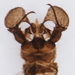 Dicranomyia jacobus - Photo (c) Patrick O'Grady, some rights reserved (CC BY-NC), uploaded by Patrick O'Grady