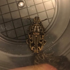 Ryssonotus nebulosus