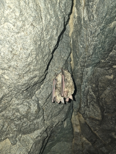 Lesser Mouse-eared Bat