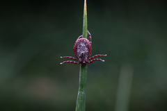 Dermacentor reticulatus