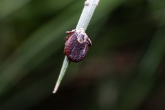 Dermacentor marginatus