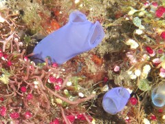 Rhopalaea