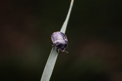 Legnotus limbosus