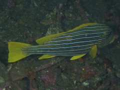 Plectorhinchus polytaenia