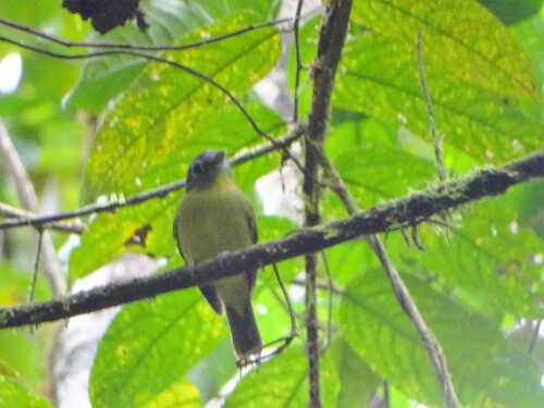 Grey-headed Piprites (Piprites griseiceps), photo 4