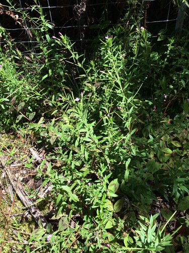 Epilobium ciliatum observed 2019-07-27