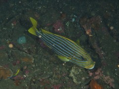 Plectorhinchus polytaenia