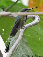 Loddigesia mirabilis