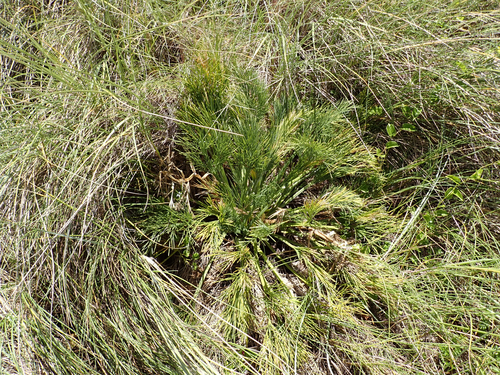 Aciphylla dieffenbachii, photograph 2