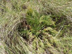 Aciphylla dieffenbachii, photograph author not stated, no rights reserved