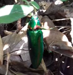 Chrysochroa rajah