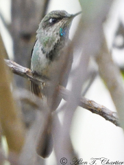 Loddigesia mirabilis