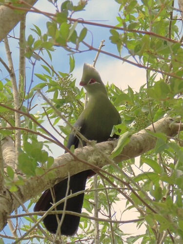 Knysna Turaco (Tauraco corythaix), photo 5