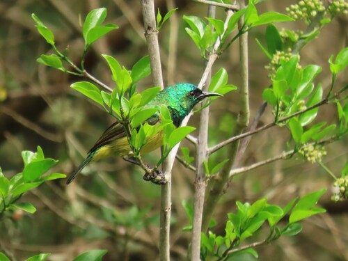 Collared Sunbird (Hedydipna collaris), photo 1