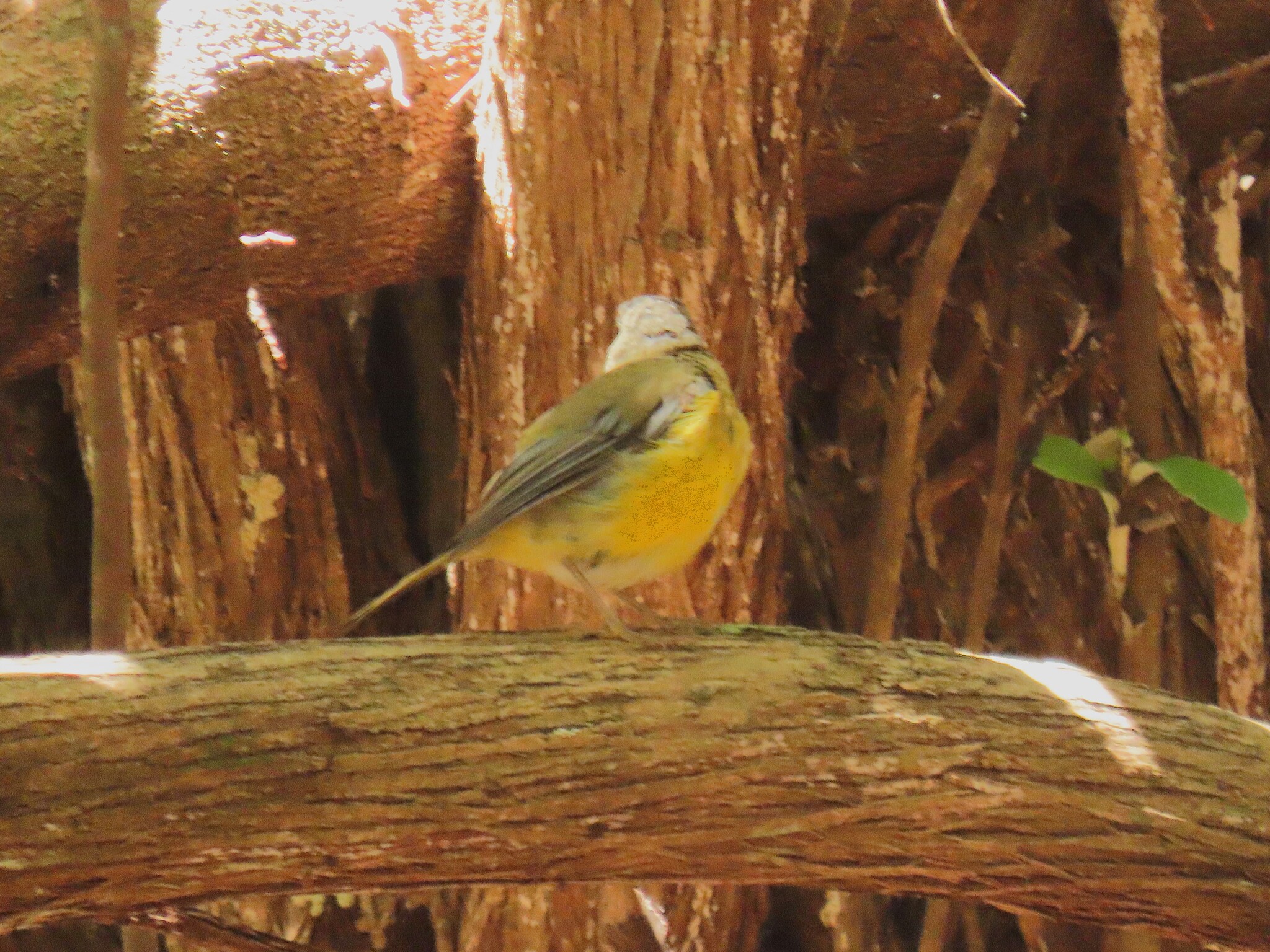White-starred Robin (Pogonocichla stellata), photo 1