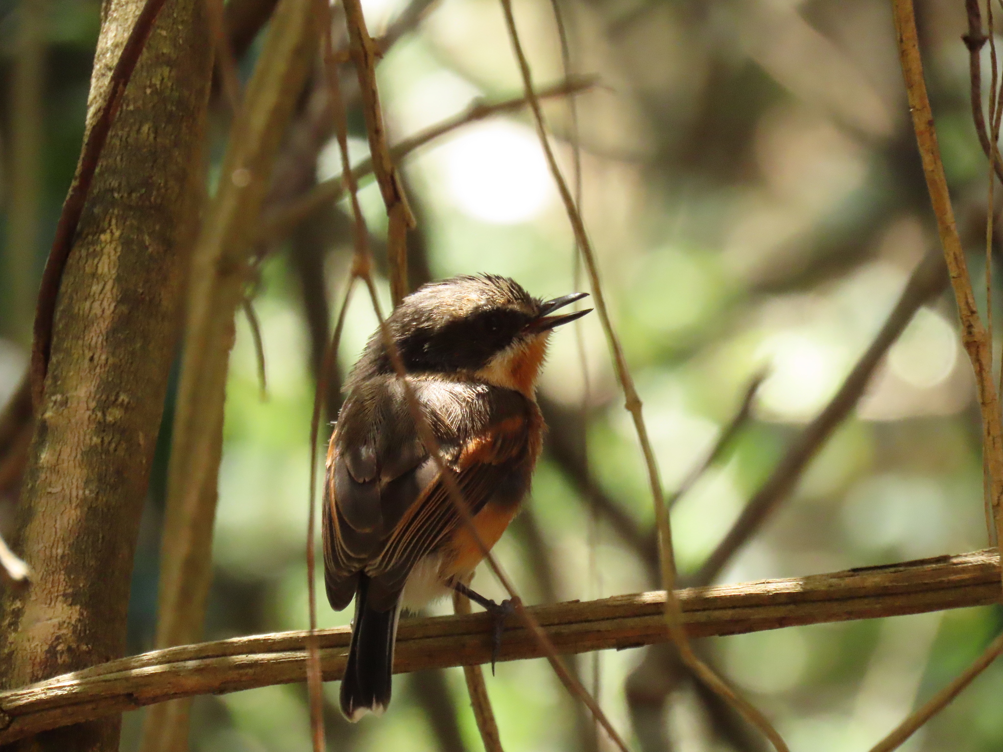 Cape Batis (Batis capensis), photo 5