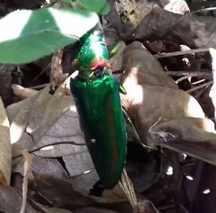 Chrysochroa rajah