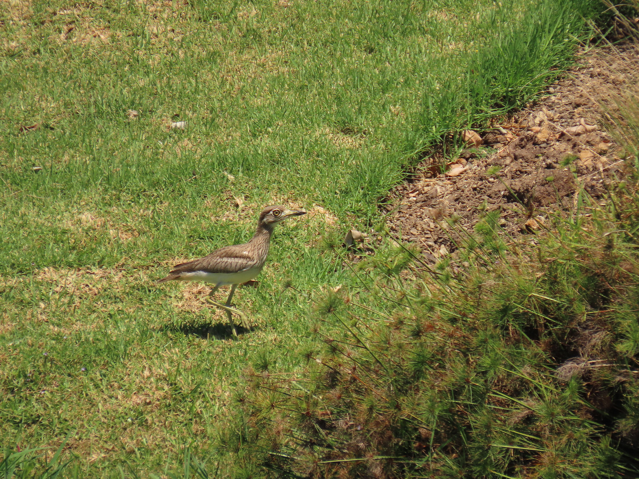 Water Thick-knee (Burhinus vermiculatus), photo 2