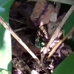Chrysochroa rajah