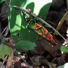 Chrysochroa rajah