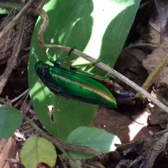 Chrysochroa rajah