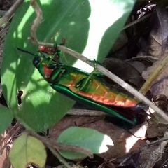 Chrysochroa rajah