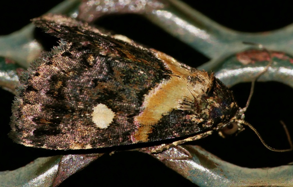 Xanthomera leucoglene