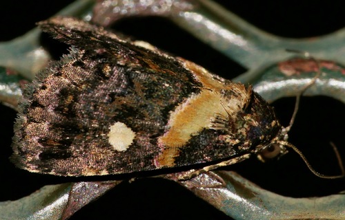 Xanthomera leucoglene